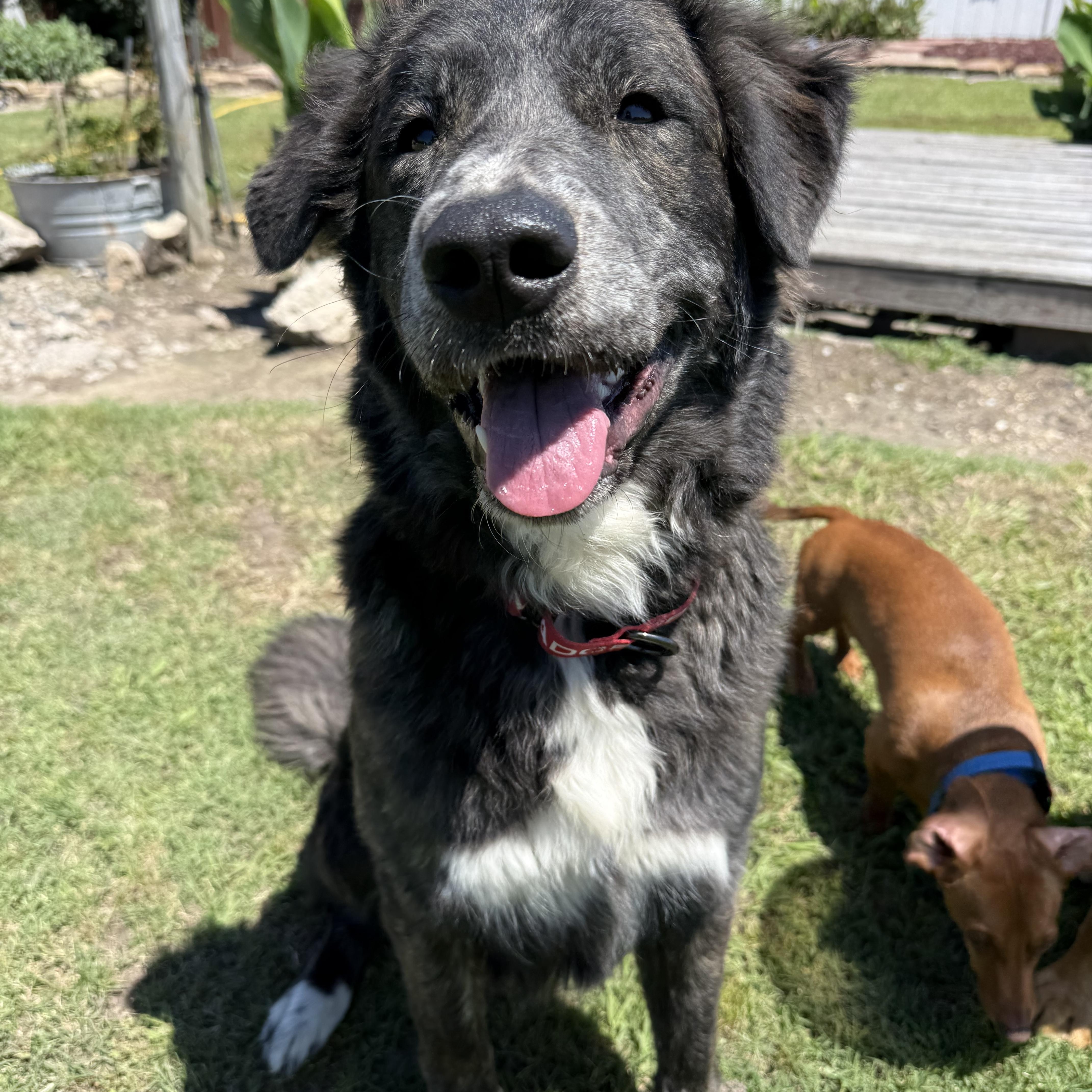 A young large-sized female Australian Shepherd dog named Lydia for adoption in Krum, TX