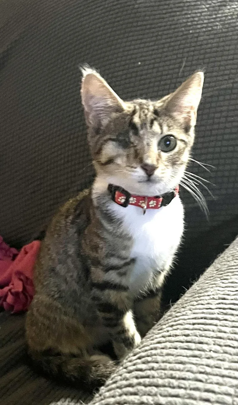 A young small-sized male Tabby cat named Harold for adoption in Richmond Dale, OH
