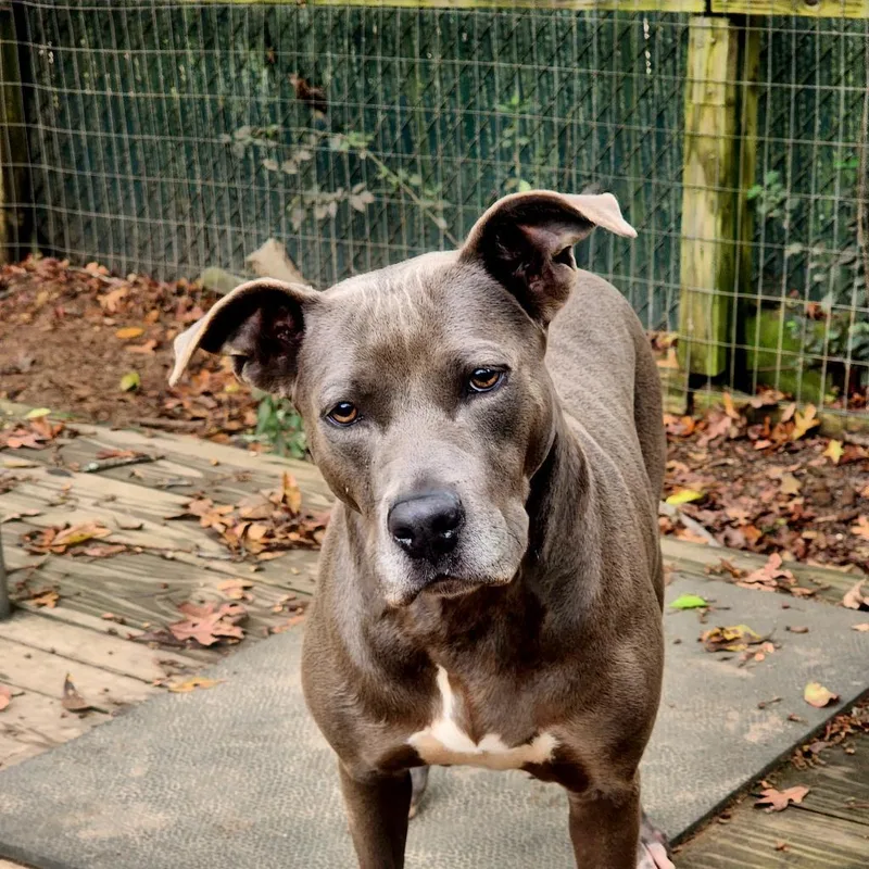 Penelope thumbnail 3