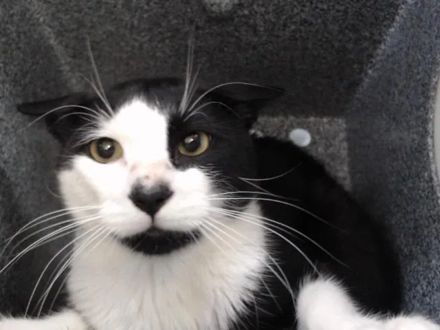 A young small-sized male Domestic Short Hair cat named Ringo for adoption in Orlando, FL