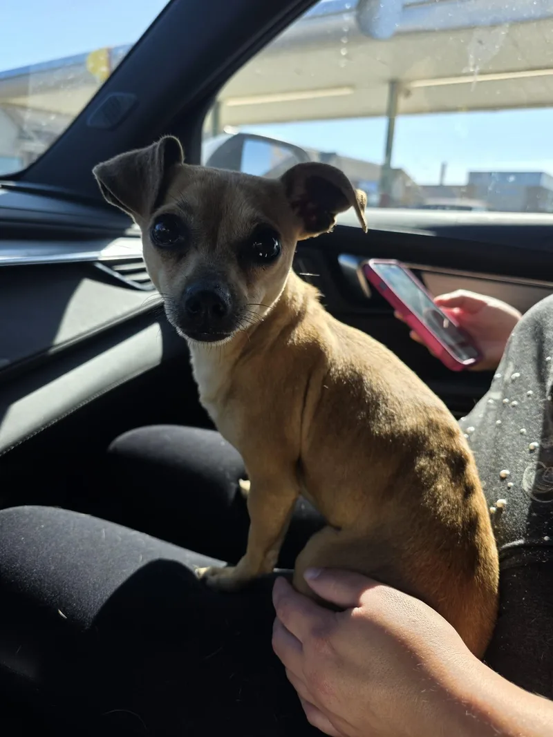 An adult small-sized female Chihuahua dog named Gracie for adoption in New London, WI