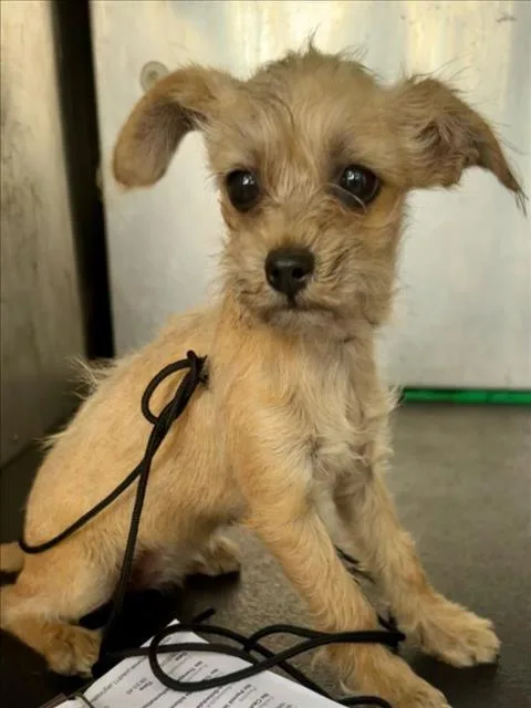 A baby small-sized female Brussels Griffon dog named Rogue for adoption in Woodland, CA