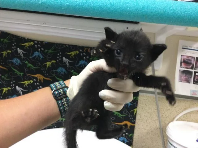 A baby small-sized male Domestic Short Hair cat named A for adoption in Riverside, CA