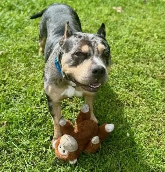 An adult medium-sized female Pit Bull Terrier dog named Swan Princess for adoption in Albany, NY