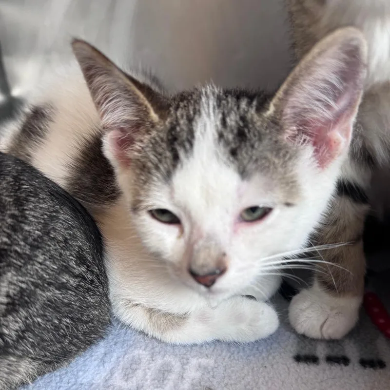 A baby small-sized male Gray / Blue / Silver Domestic Short Hair cat named Sylvester for adoption in South Haven, MI