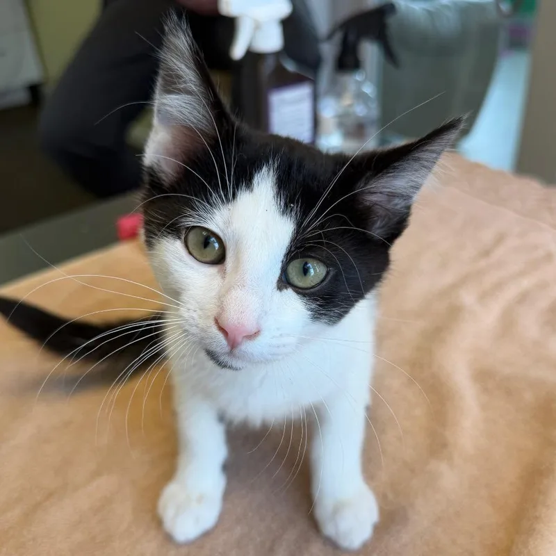 A baby small-sized male Black Domestic Short Hair cat named Miami Mint for adoption in East Smithfield , PA