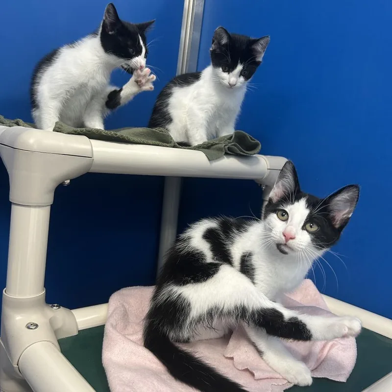 Miami Mint thumbnail 2