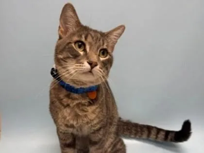 An adult small-sized male Domestic Short Hair cat named Zuki for adoption in Woodbury, MN