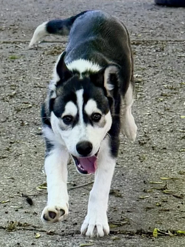 Ryker