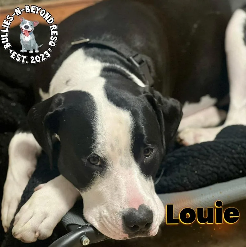 A baby large-sized male Tricolor (Brown, Black, & White) Staffordshire Bull Terrier dog named Louie for adoption in Omaha, NE