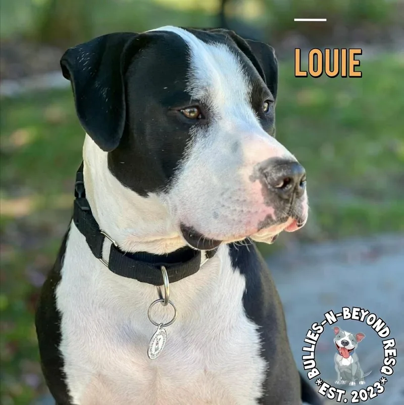 Louie thumbnail 5