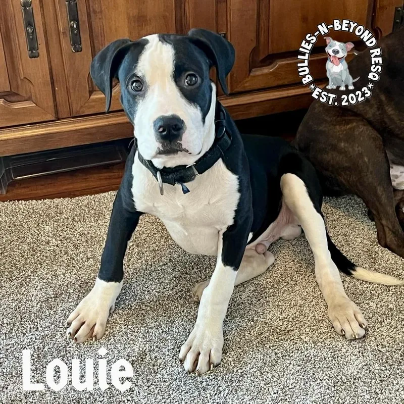 Louie thumbnail 6