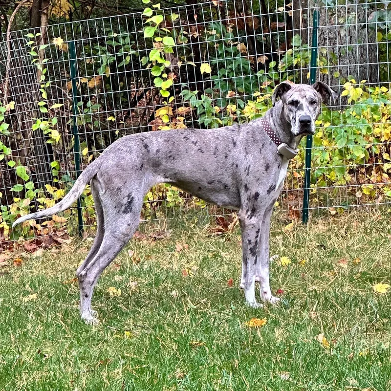 An adult extra large-sized female Great Dane dog named Simba for adoption in New York, NY