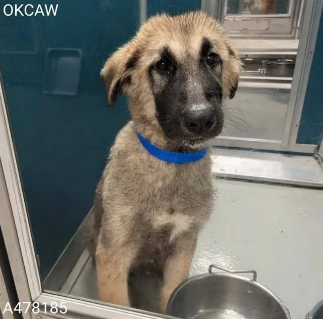A baby small-sized male Anatolian Shepherd dog named A for adoption in Oklahoma City, OK