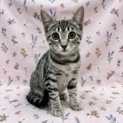 A baby small-sized female Domestic Short Hair cat named Flower for adoption in Los Angeles, CA