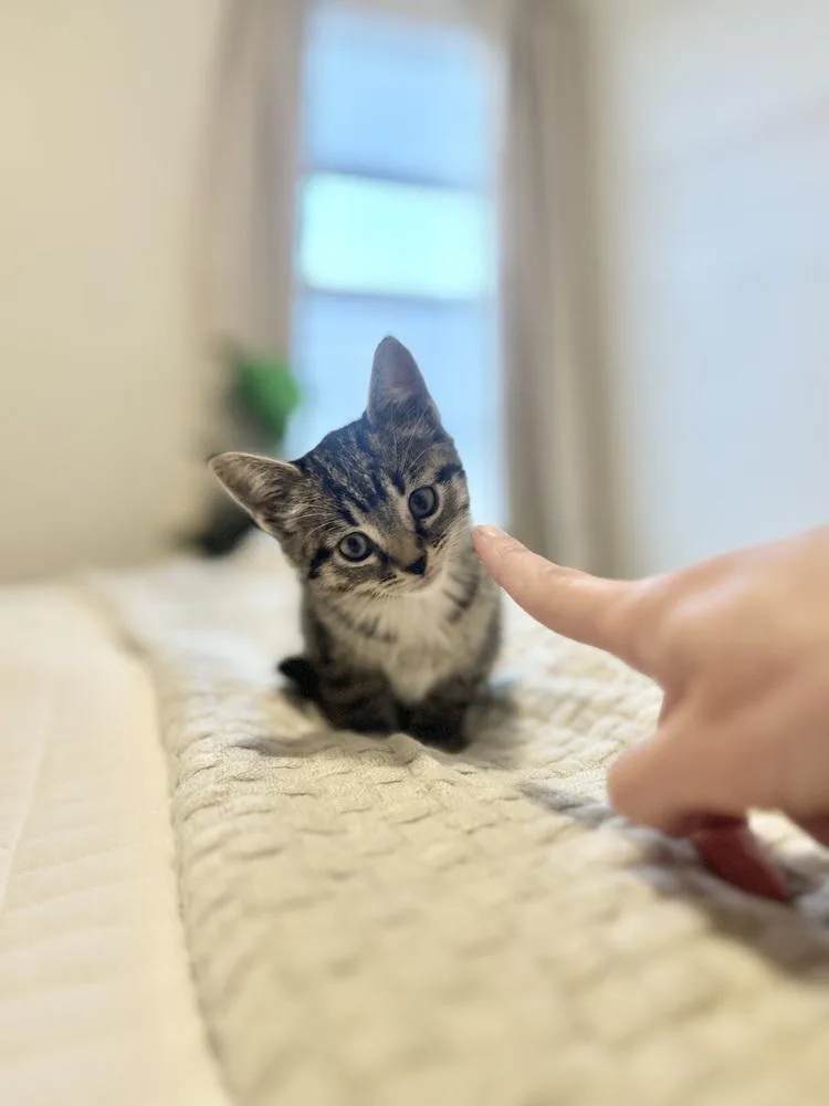 A baby medium-sized female Gray & White Domestic Short Hair cat named Catherine for adoption in Clinton Township, MI
