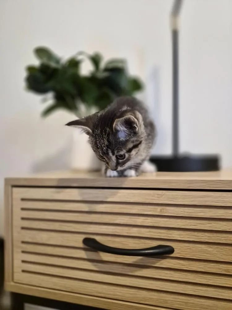 Catherine thumbnail 3