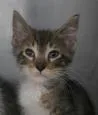 A young medium-sized male Domestic Short Hair cat named Fred for adoption in Kansas City, MO