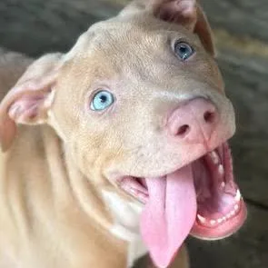 A baby small-sized male Yellow / Tan / Blond / Fawn Mixed Breed dog named Peter Pan for adoption in Chattanooga, TN
