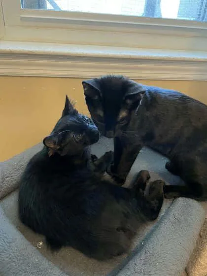 A baby medium-sized female Domestic Short Hair cat named Belleflower Blue for adoption in Savannah, GA
