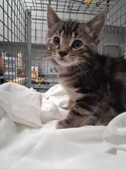 A baby small-sized male Domestic Short Hair cat named Saul for adoption in Sevierville, TN