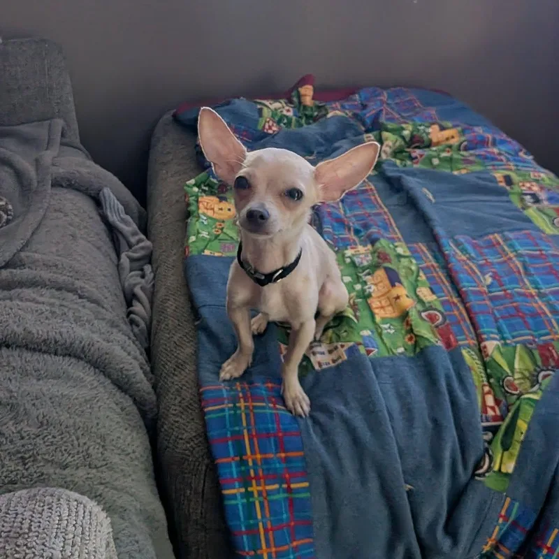 A young small-sized male Chihuahua dog named Lenny Lee for adoption in Racine, WI
