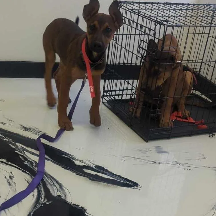 Cinnamon thumbnail 5