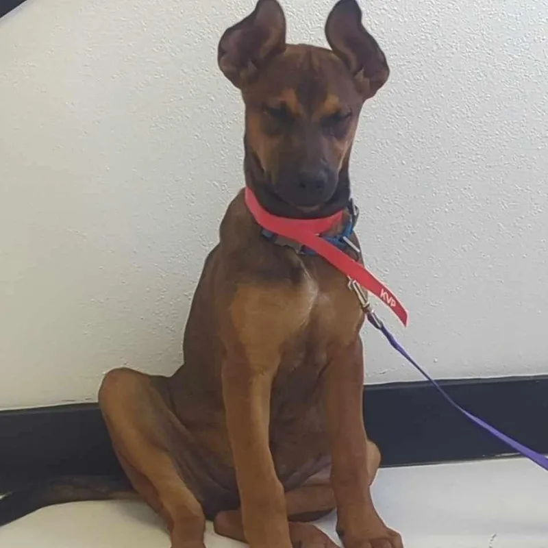 Cinnamon thumbnail 6