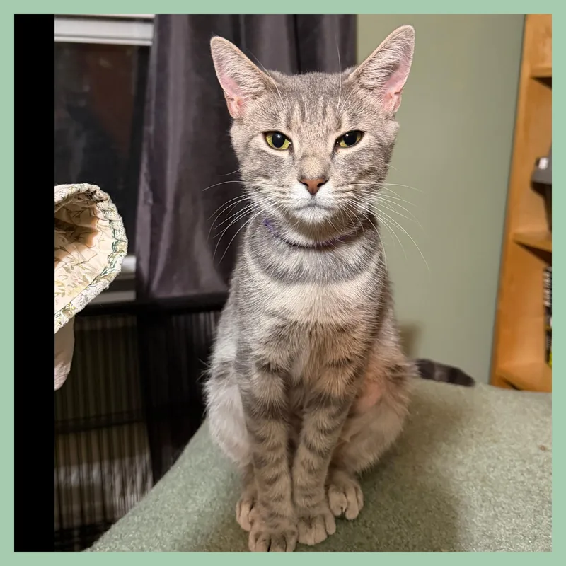 An adult medium-sized female Gray / Blue / Silver Domestic Short Hair cat named Phoebe for adoption in Lansdowne, PA