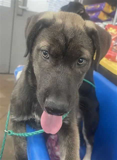 A baby large-sized female Mixed Breed dog named Abra for adoption in Dallas, TX