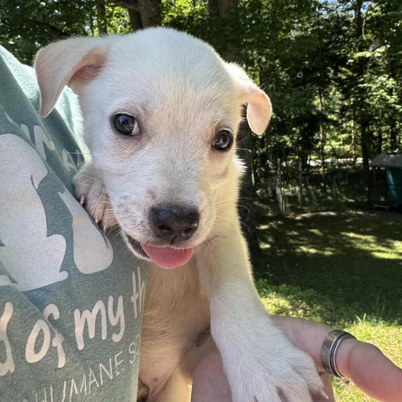 A baby medium-sized female White / Cream Labrador Retriever dog named Sugar for adoption in Columbus, NC