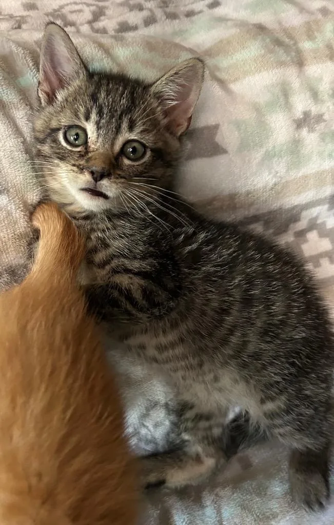 A baby medium-sized male Domestic Short Hair cat named Morgan for adoption in Pottsville, PA