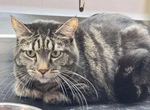 An adult medium-sized female Domestic Short Hair cat named Chzymac for adoption in Knoxville, IA