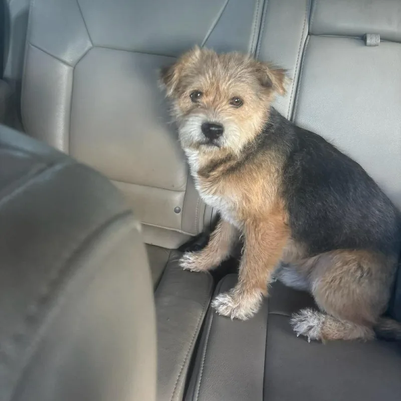 An adult small-sized male Black Mixed Breed dog named Benji for adoption in Frederiksted, VI