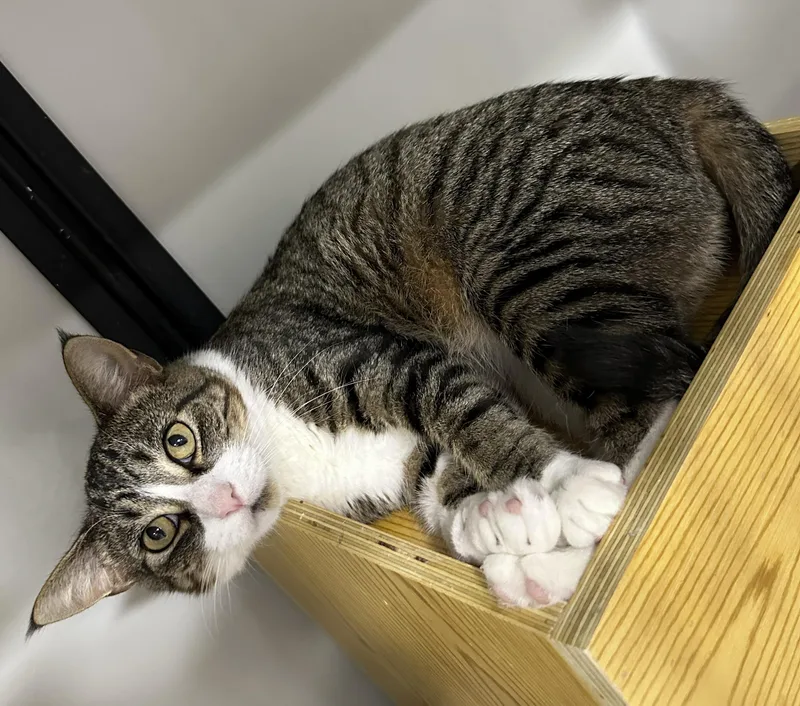 An adult medium-sized female Domestic Short Hair cat named Halo for adoption in Webster City, IA