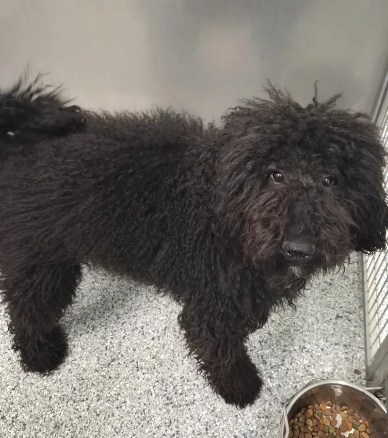 A young medium-sized male Terrier dog named Josh for adoption in Athens, TN