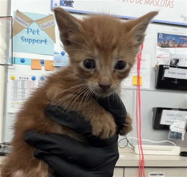 A baby medium-sized male Domestic Short Hair cat named Sol for adoption in Dallas, TX