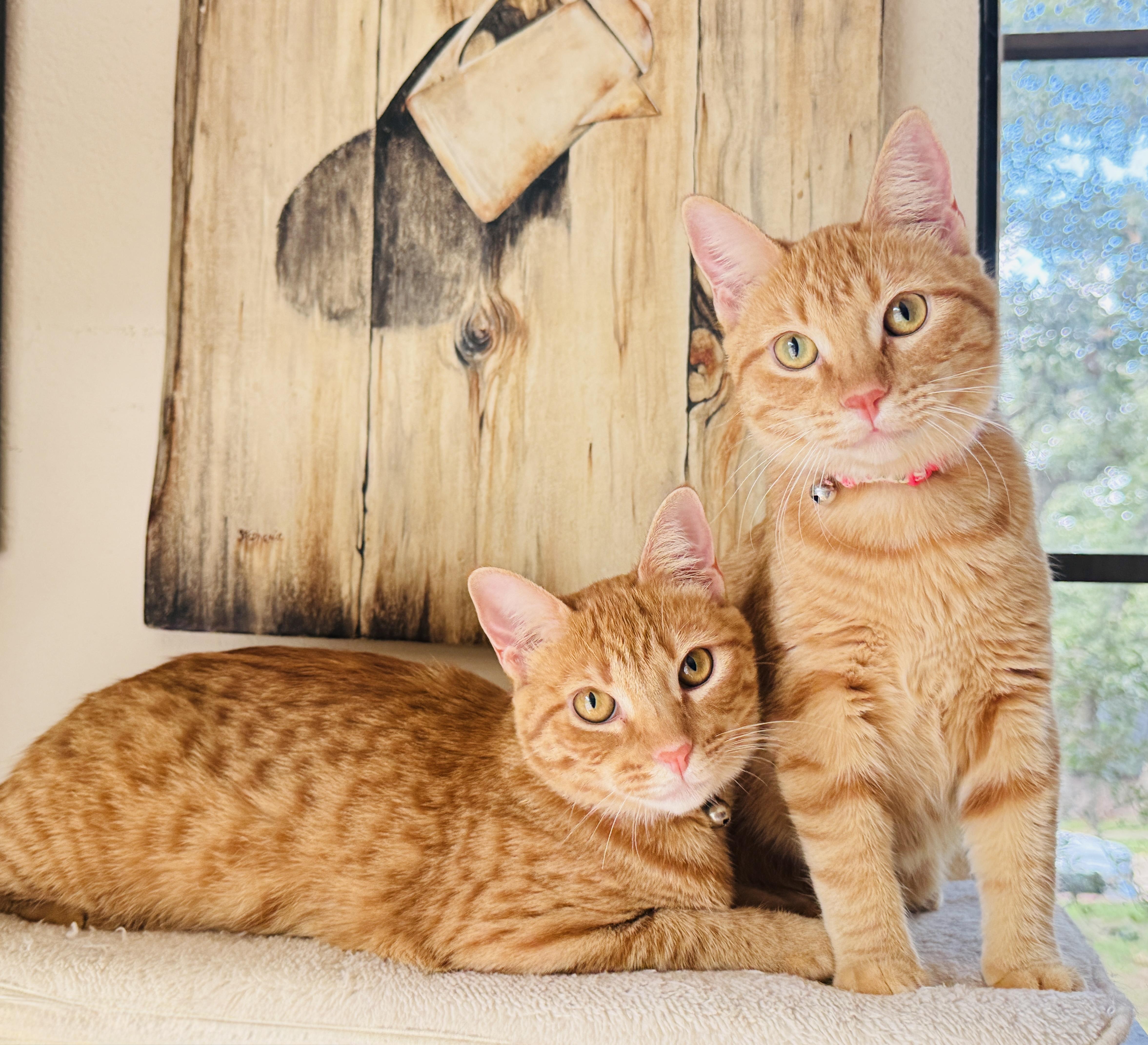 A young medium-sized female Orange / Red Tabby cat named Melon for adoption in Keller, TX
