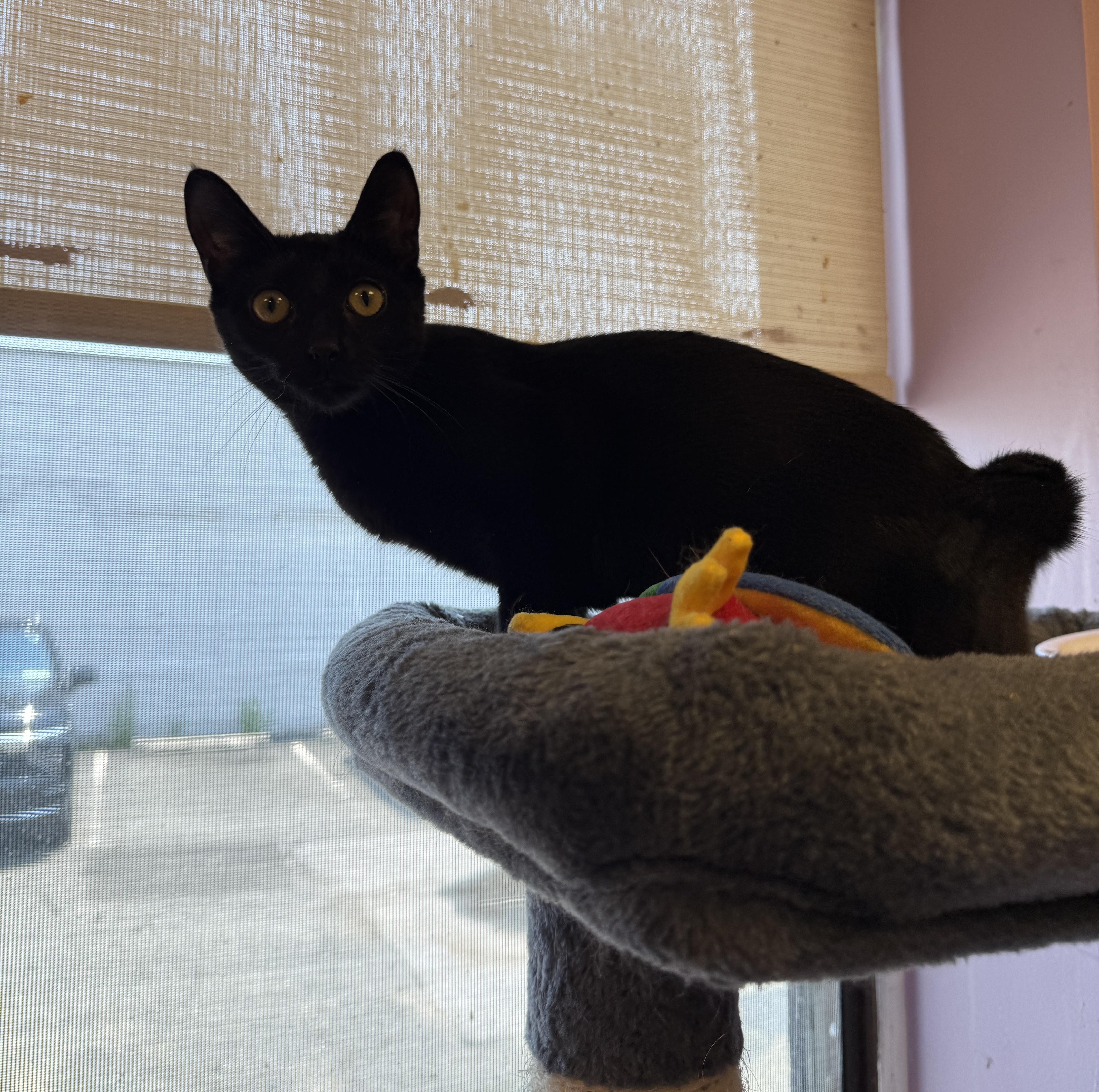 A young small-sized female Black Domestic Short Hair cat named Lana for adoption in Freeport, NY