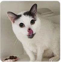 A senior medium-sized male Domestic Short Hair cat named Pookie for adoption in West Chester, PA
