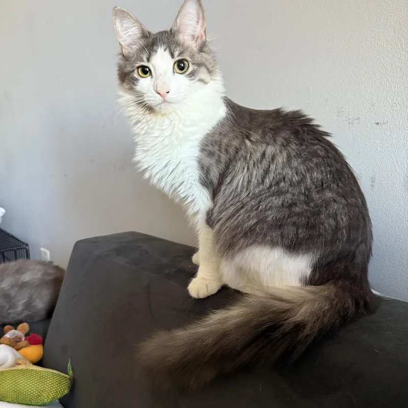 A young medium-sized female White Domestic Long Hair cat named Chiffon for adoption in Brooklyn, NY