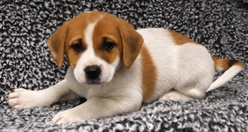 A baby medium-sized female Labrador Retriever dog named Aurora for adoption in Thief River Falls, MN