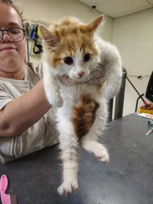 A young small-sized male Domestic Long Hair cat named Woody for adoption in Clarks Summit, PA