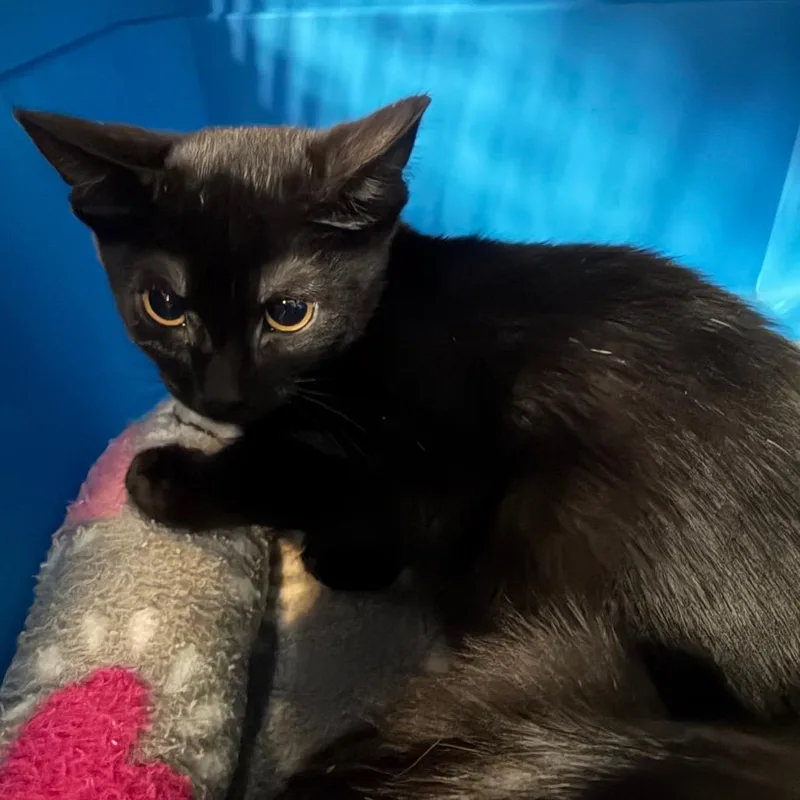 A baby medium-sized male Domestic Short Hair cat named Meeko for adoption in Sarasota, FL