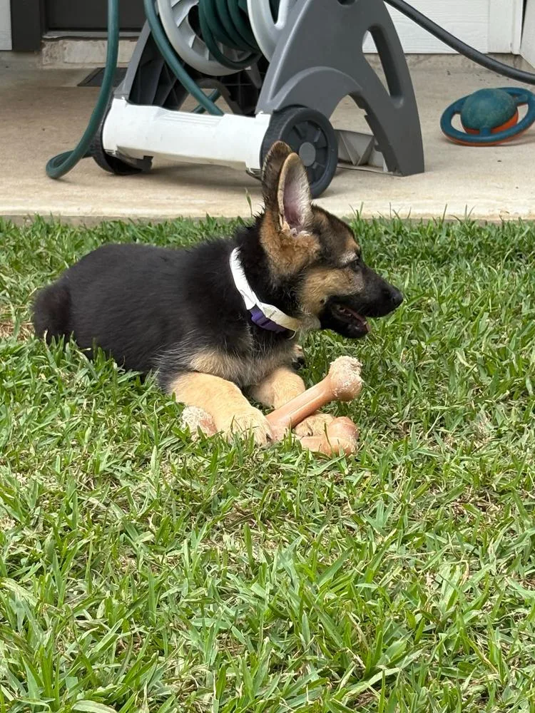 A baby large-sized female Brown / Chocolate German Shepherd Dog dog named Lilac for adoption in Houston, TX