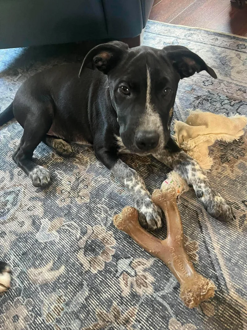 A baby large-sized male Terrier dog named Pablo for adoption in Waterloo, IA