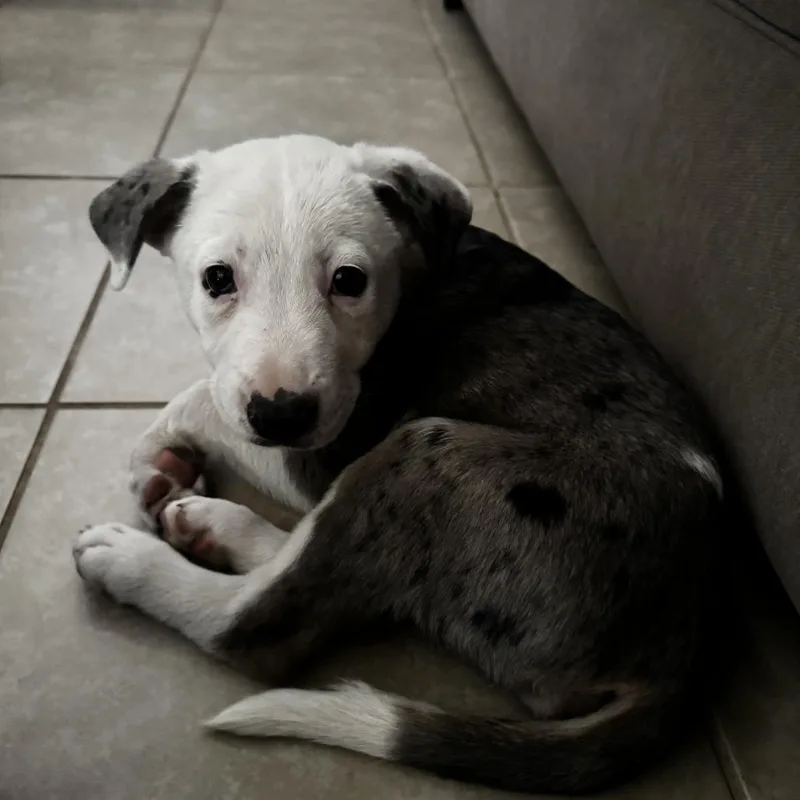 A baby medium-sized female Brindle Boxer dog named Olive for adoption in Oceanside, CA