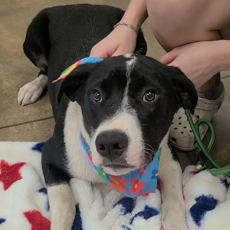 A young medium-sized male Border Collie dog named Lemon for adoption in Woolwich, ME