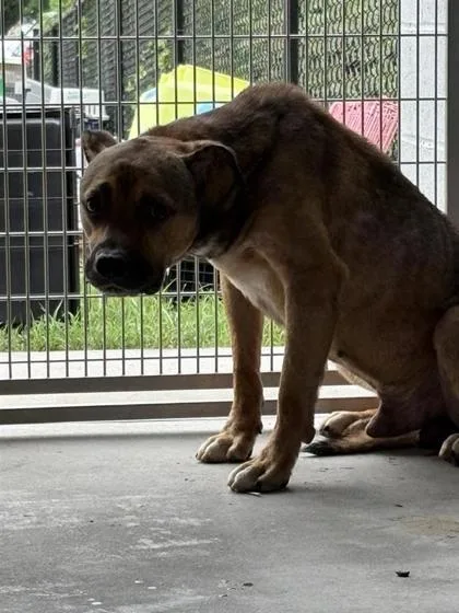 An adult large-sized male Mixed Breed dog named Frisbee for adoption in West Chester, PA