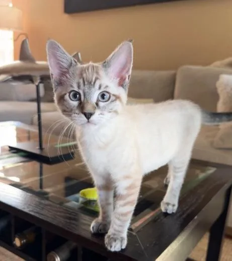 A baby medium-sized female Siamese cat named Dove for adoption in Davis, CA
